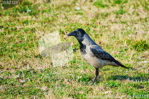 Image of Crow on Grass