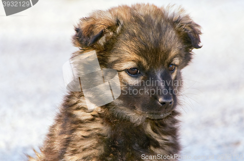 Image of Portrait of Puppy