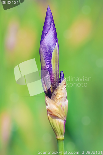 Image of Bud of Blue Iris