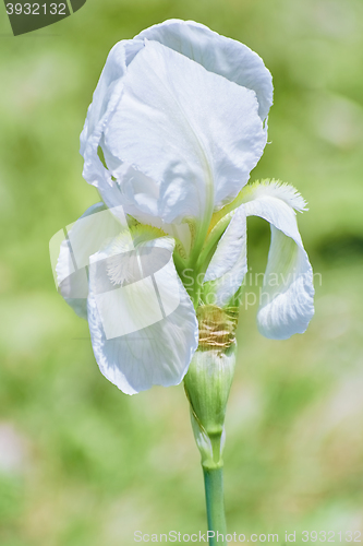 Image of White Iris Flower