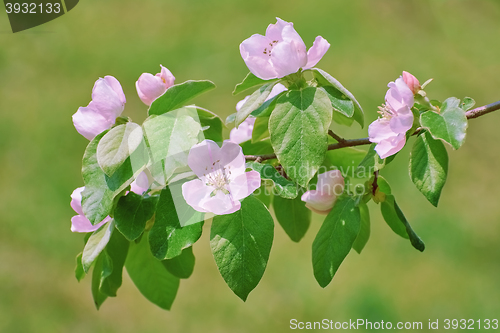 Image of Blossom at Spring