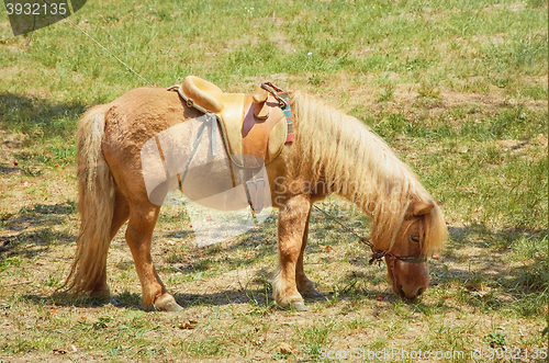 Image of Little Red Pony