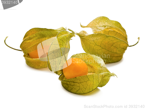 Image of Ground-Cherry