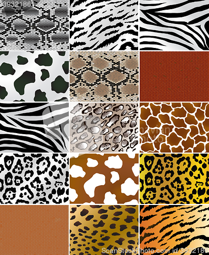 Image of Animal Skins