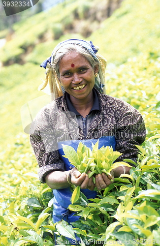 Image of SRI LANKA NUWARA ELIYA TEA PLANTATION