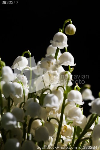 Image of lily of the valley