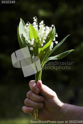 Image of bouquet of lily of the valley in a hand