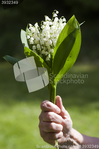 Image of bouquet of lily of the valley in a hand