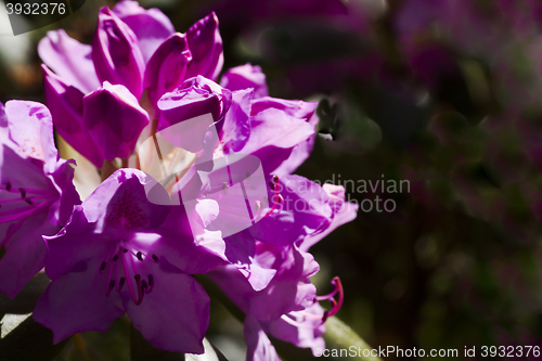 Image of rhododendron