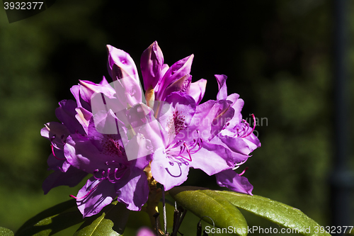 Image of rhododendron