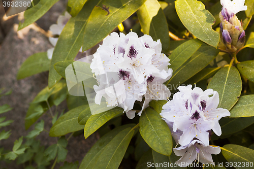 Image of rhododendron