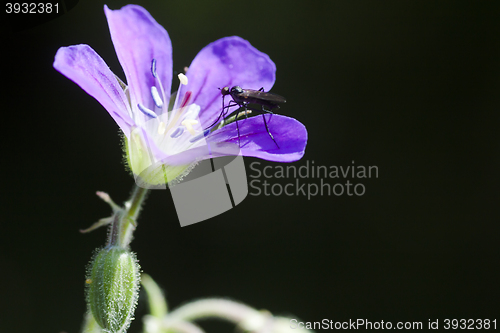 Image of wood cranesbill