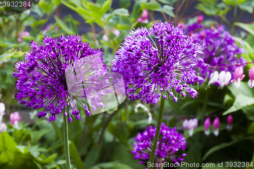 Image of allium