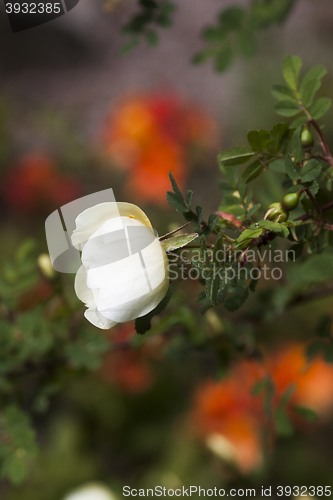 Image of white rosebud