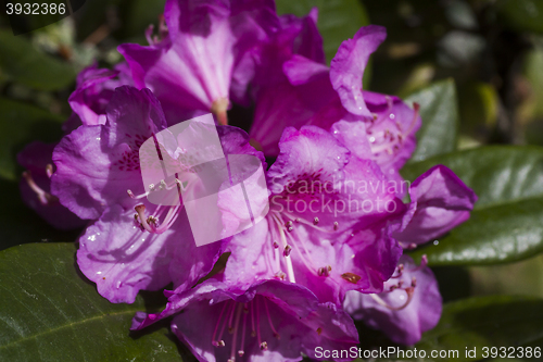 Image of rhododendron after rain