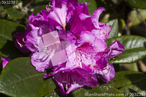 Image of rhododendron