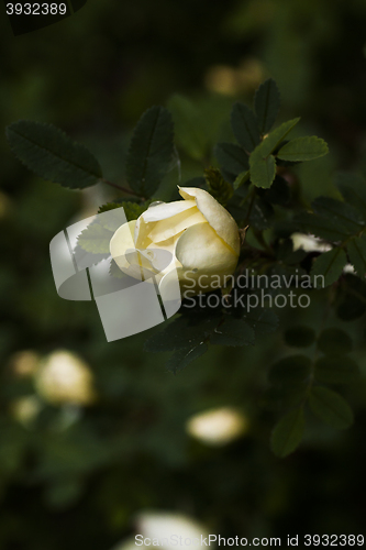 Image of rosebud
