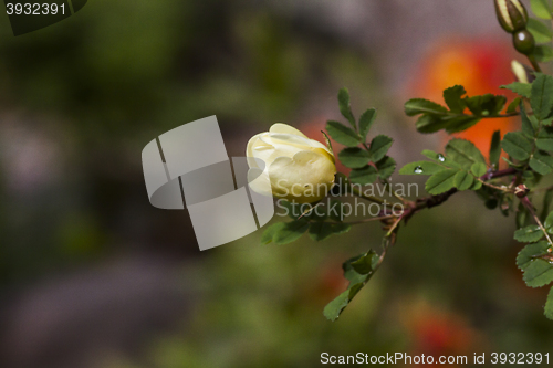 Image of white rosebud