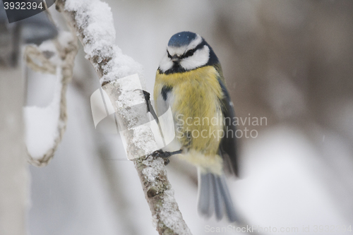 Image of blue tit