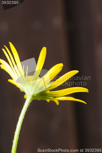 Image of 
