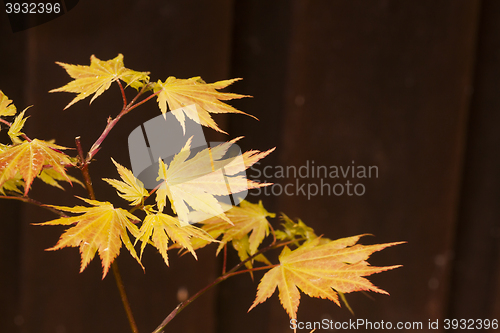 Image of leaves