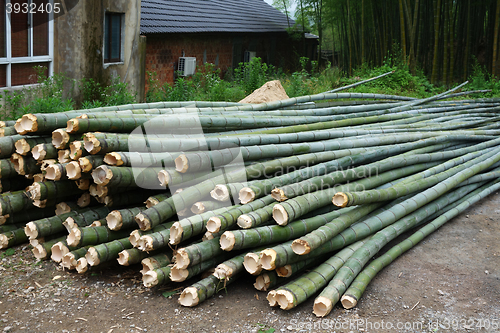 Image of Fresh bamboo cut for multipurpose