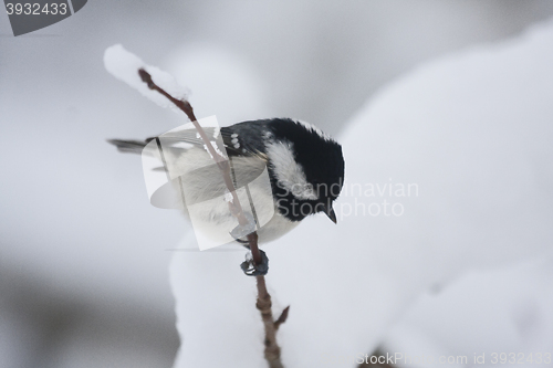 Image of coal tit