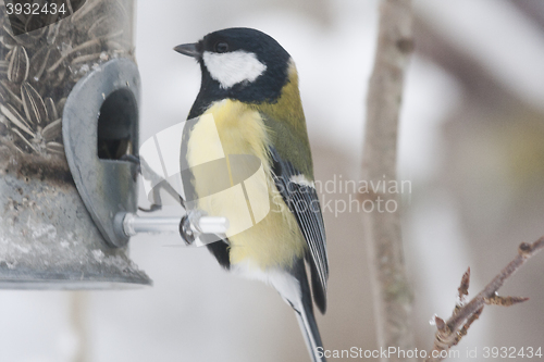 Image of great tit