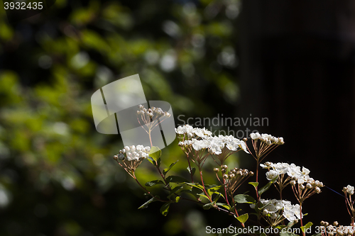 Image of spirea