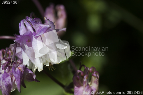 Image of columbine