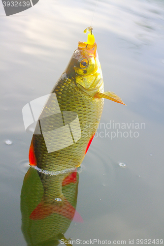 Image of Golden Rudd - summer lake fishing