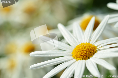 Image of White chamomile flower macro