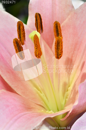 Image of Beautiful lily growing in garden