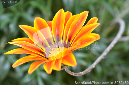 Image of Beautiful flower in a meadow