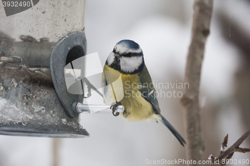 Image of blue tit