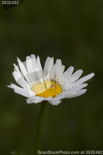 Image of oxeye daisy