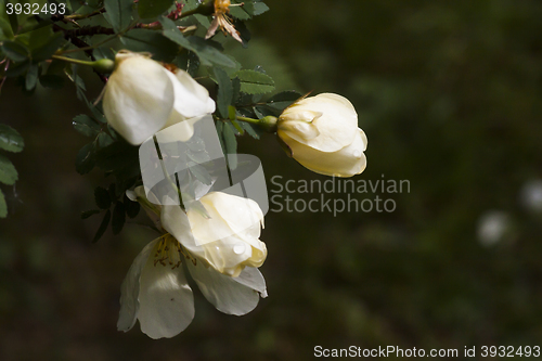 Image of rosebuds