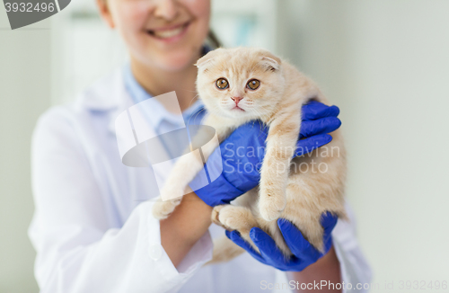 Image of close up of vet with scottish kitten at clinic