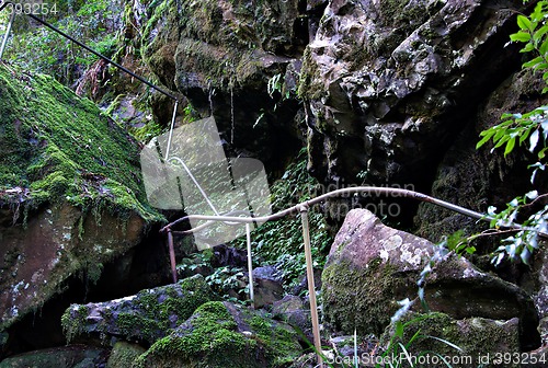 Image of path through the rainforest