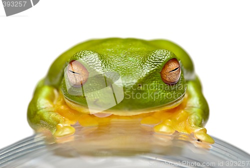 Image of green tree frog