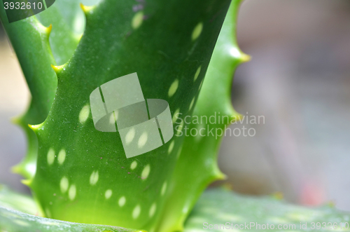 Image of Aloe vera plate