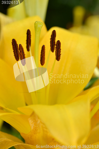 Image of Beautiful lily growing in garden