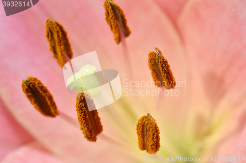 Image of Beautiful lily growing in garden