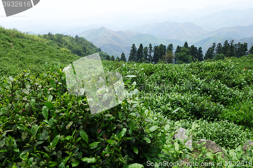 Image of Beautiful fresh green tea plantation 