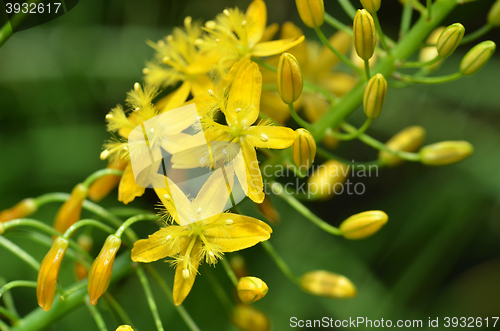 Image of Bulbine natalensis also known with common name Bulbine