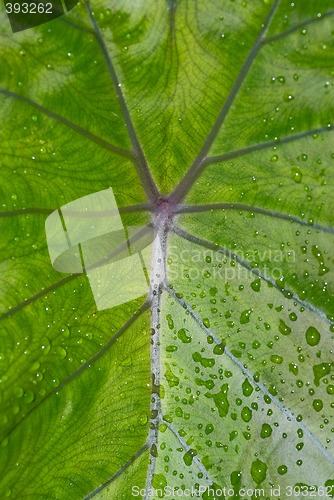 Image of water drops on leaf