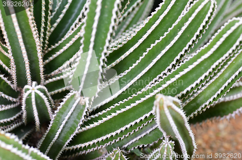 Image of Cactus planted in a botanical garden