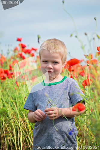 Image of Smiling cute boy in field with red poppies