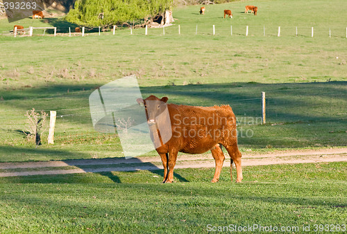 Image of cow in the field