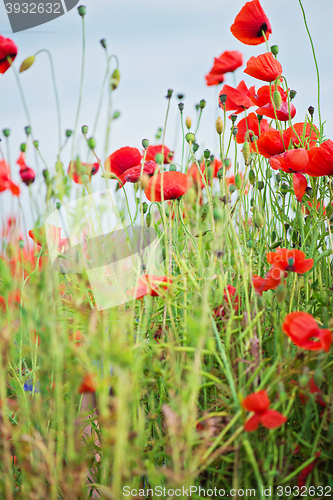 Image of Tender shot of red poppies